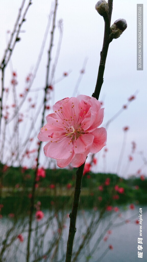 湖畔粉桃初绽 桃花