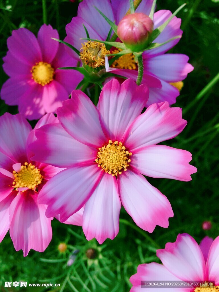 美丽粉色波斯菊 格桑花