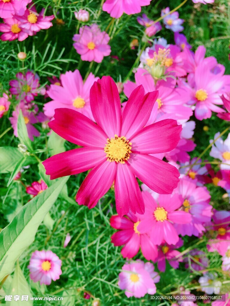 娇艳波斯菊 格桑花