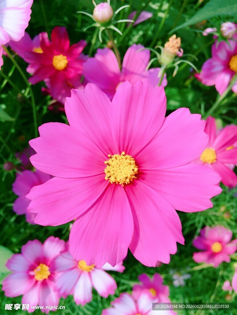 娇艳波斯菊绽放于绿野