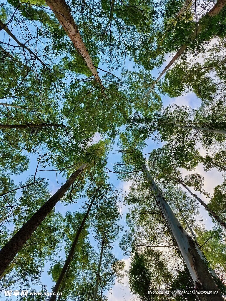 仰视森林高大树木景观