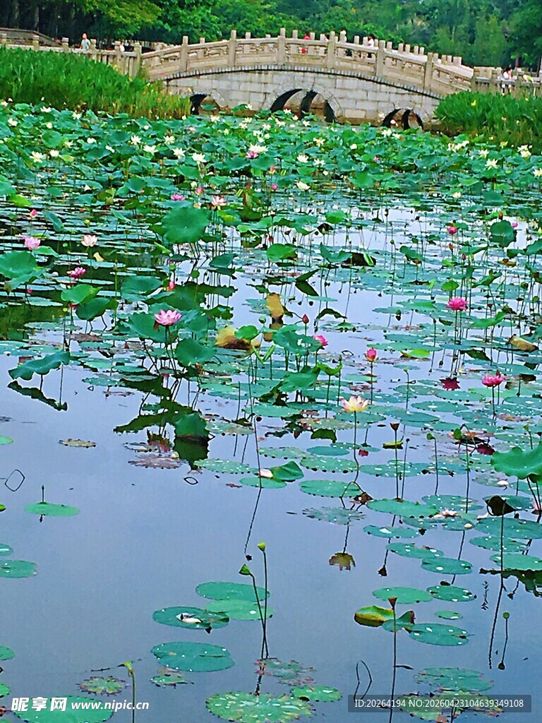 夏日荷塘景致
