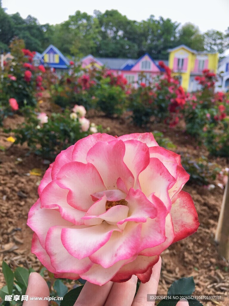 手捧娇艳双色月季花