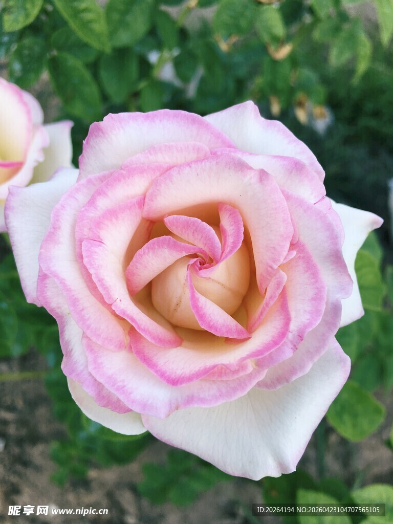 粉色渐变娇艳月季花