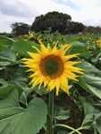 田野中的灿烂向日葵