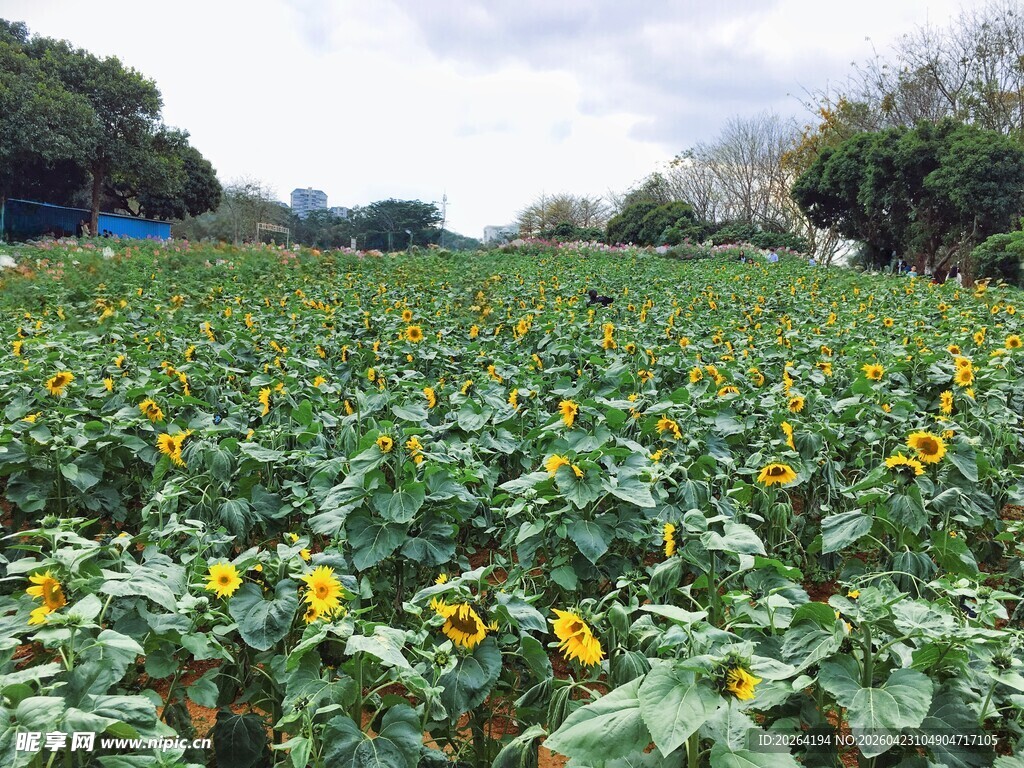 向日葵花田的美丽景致