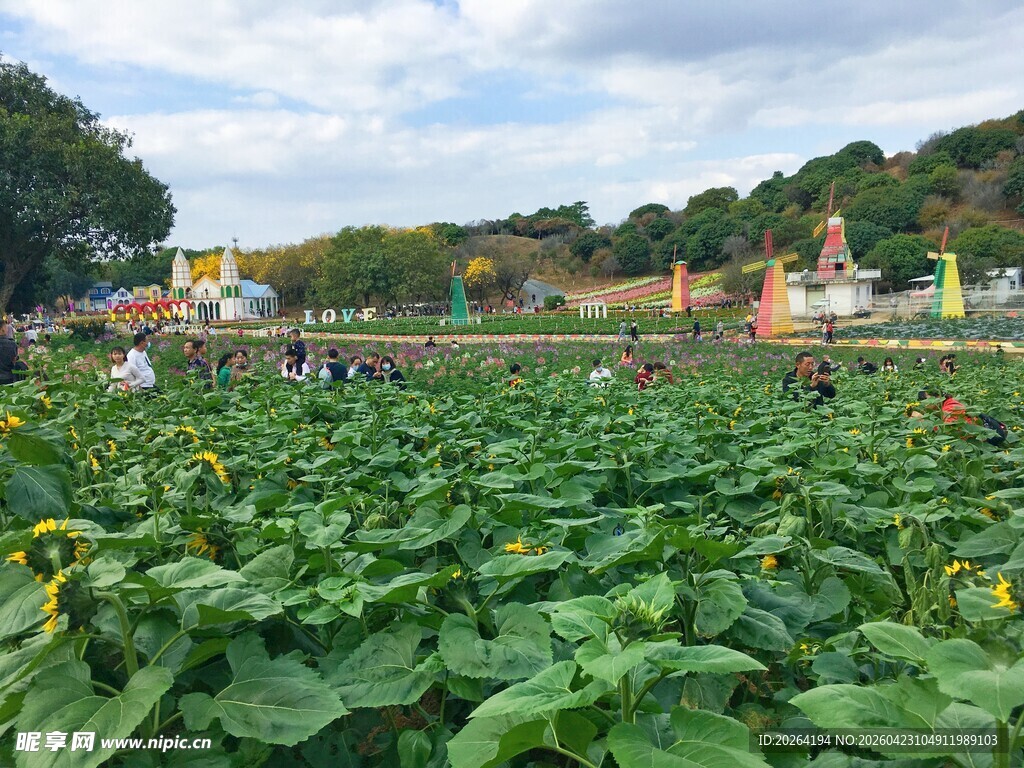 田园风光中的向日葵花海
