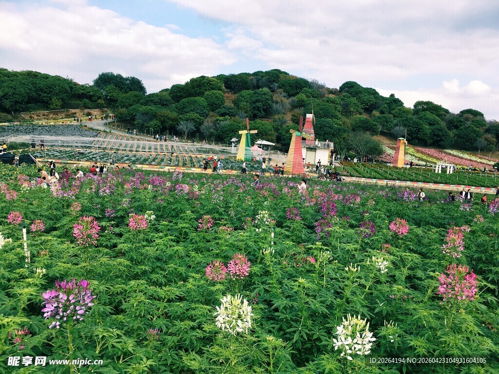 浪漫花田中的梦幻婚纱照