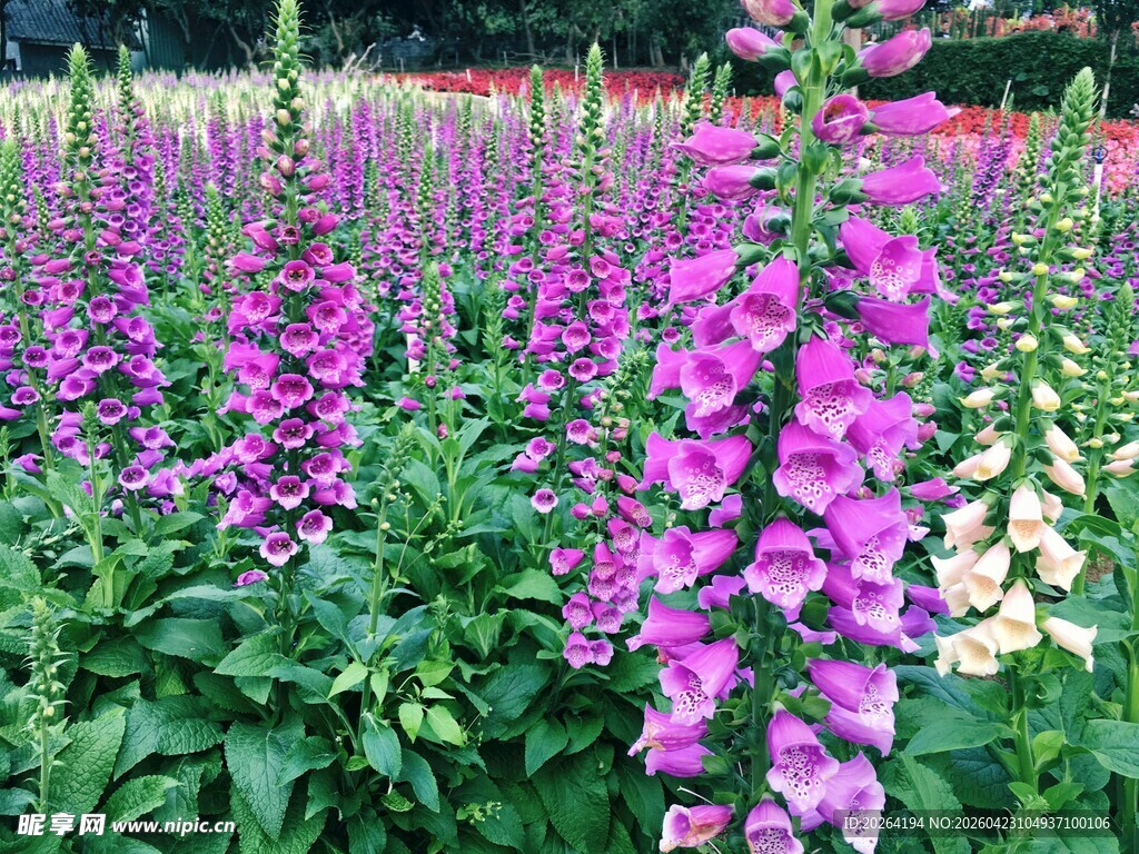 紫色毛地黄花海美景 吊钟花