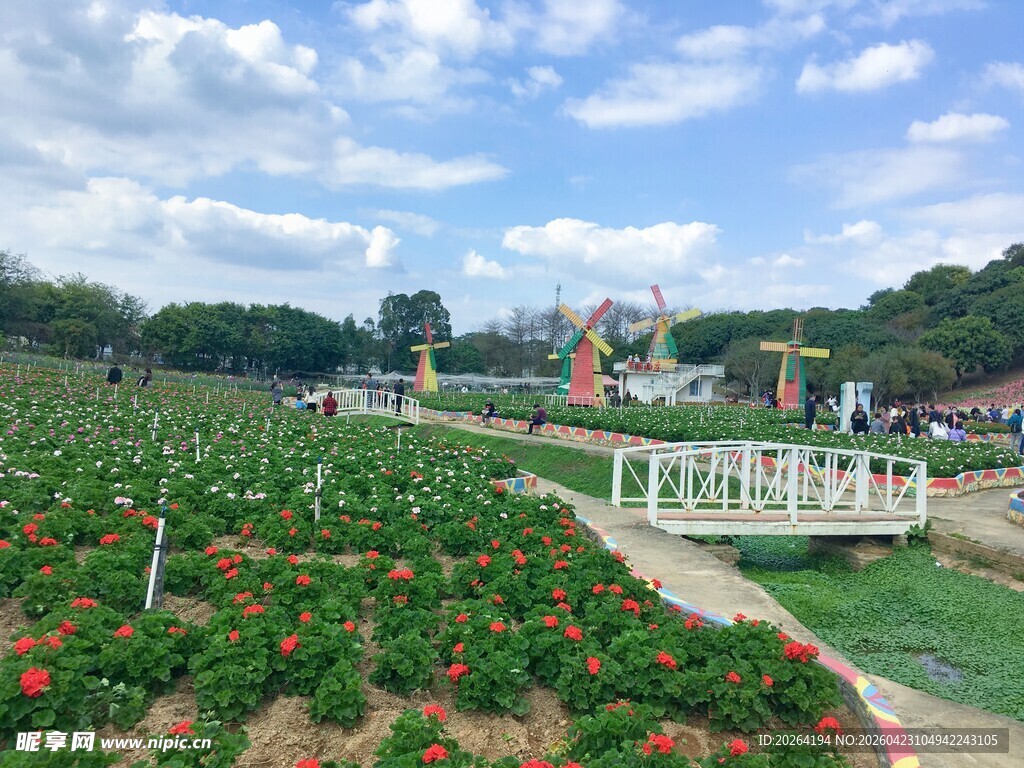 田园花海景观