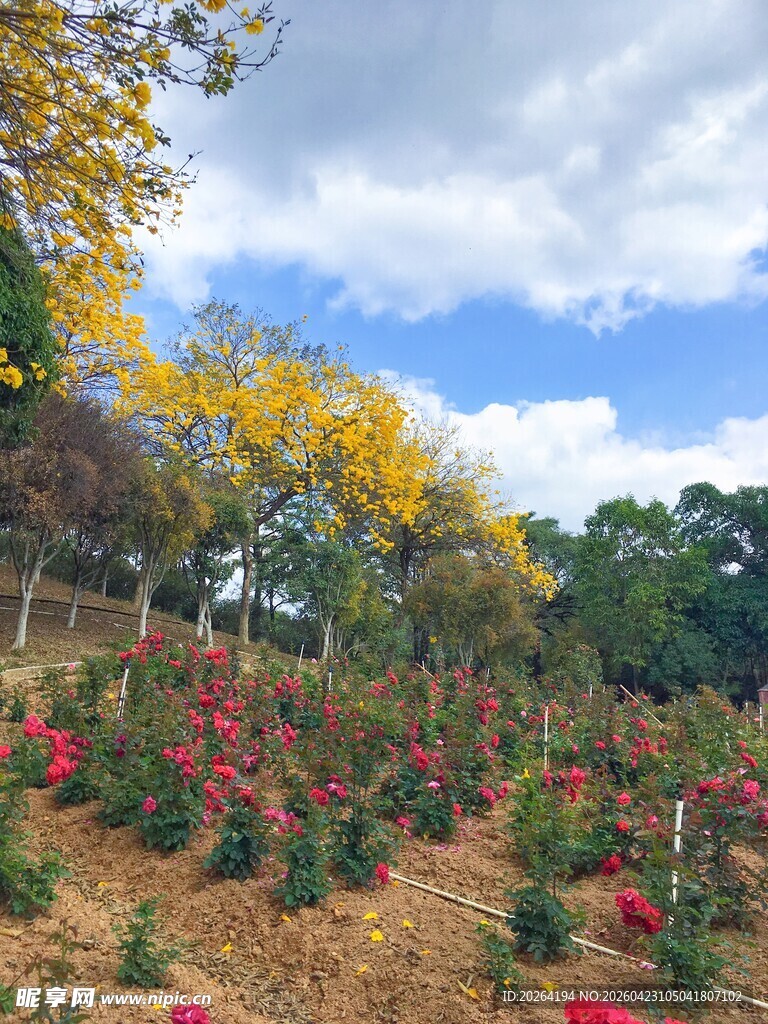 秋日繁花盛开的美丽花田 花海