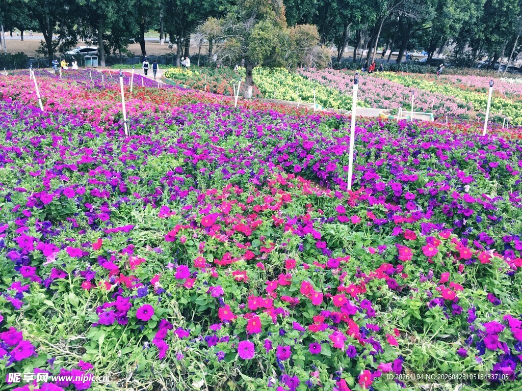 绚烂多彩的花卉种植园