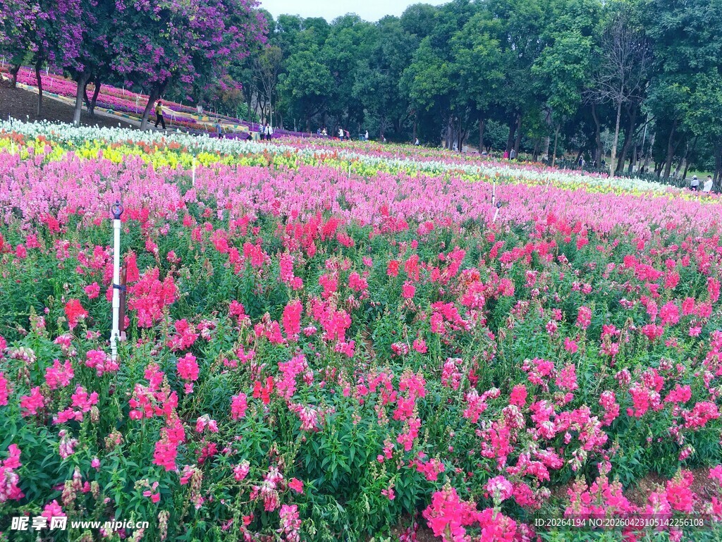 绚烂花海 绽放的美丽