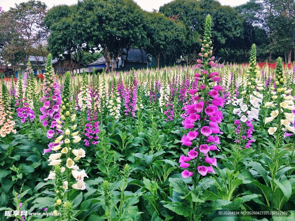 多彩毛地黄花海吊钟花美景
