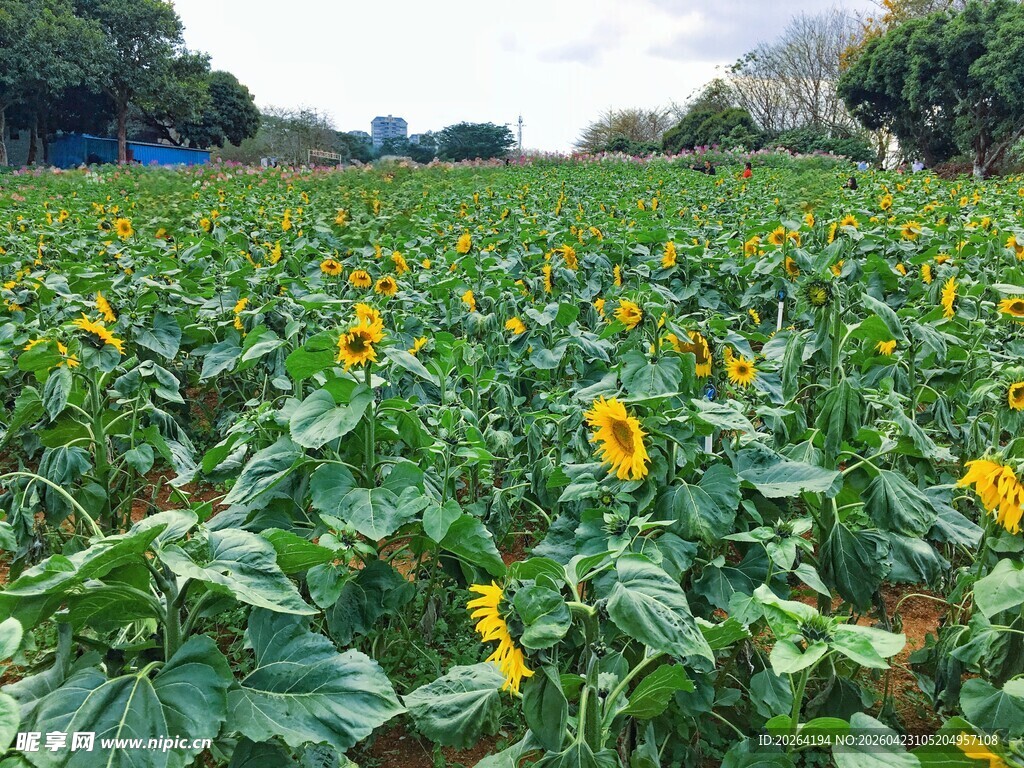 向日葵花田 绽放的灿烂