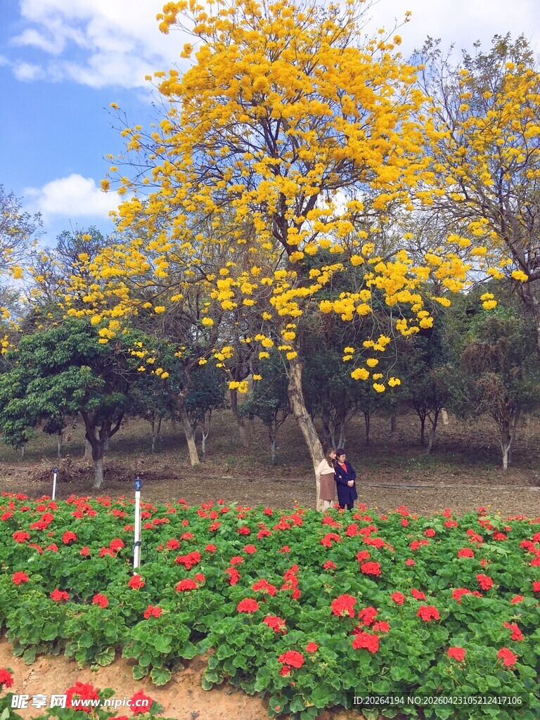 花田 花丛中的灿烂黄花风铃木
