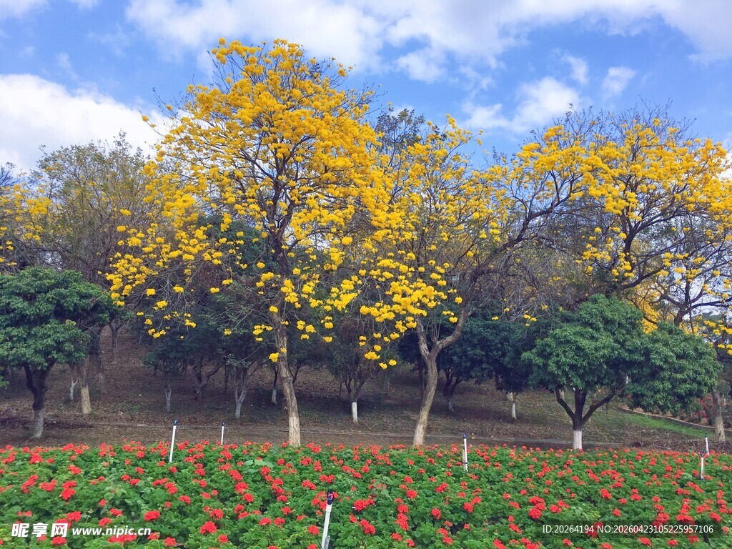 花田旁的金黄树木 黄花风铃木