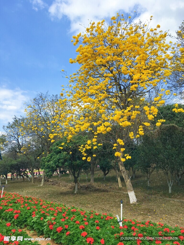 金黄树下的多彩花田 黄花风铃木