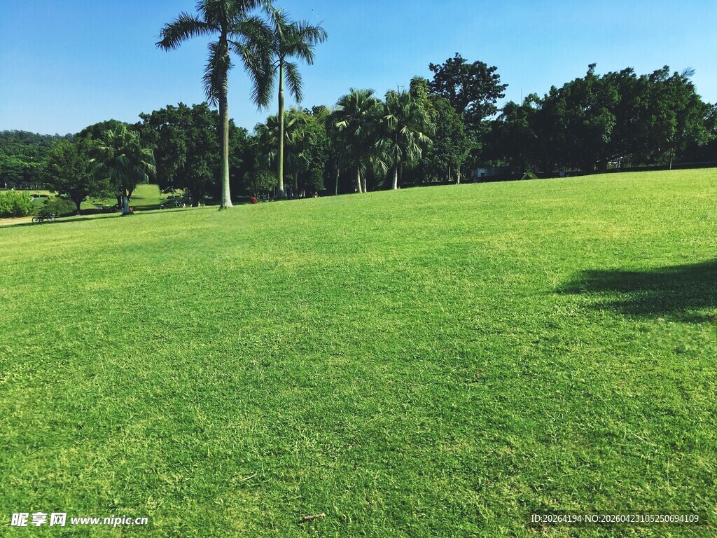 翠绿草坪与挺拔棕榈树