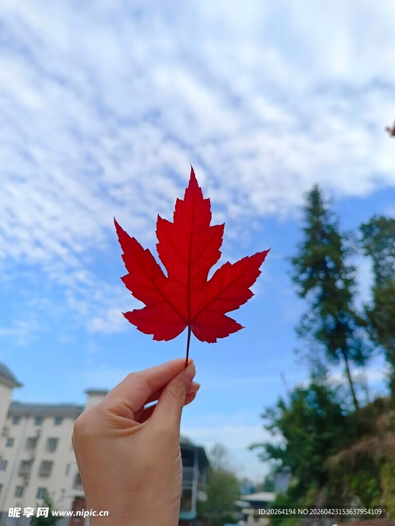 手擎红叶映蓝天