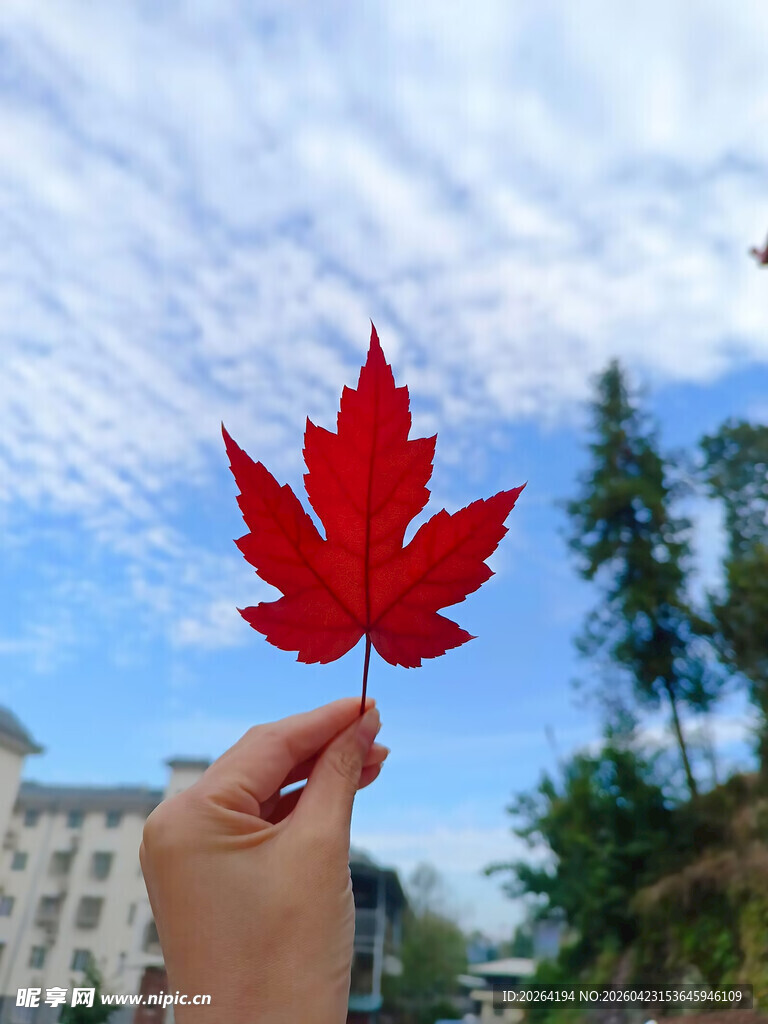 手持红枫叶 蓝天作背景