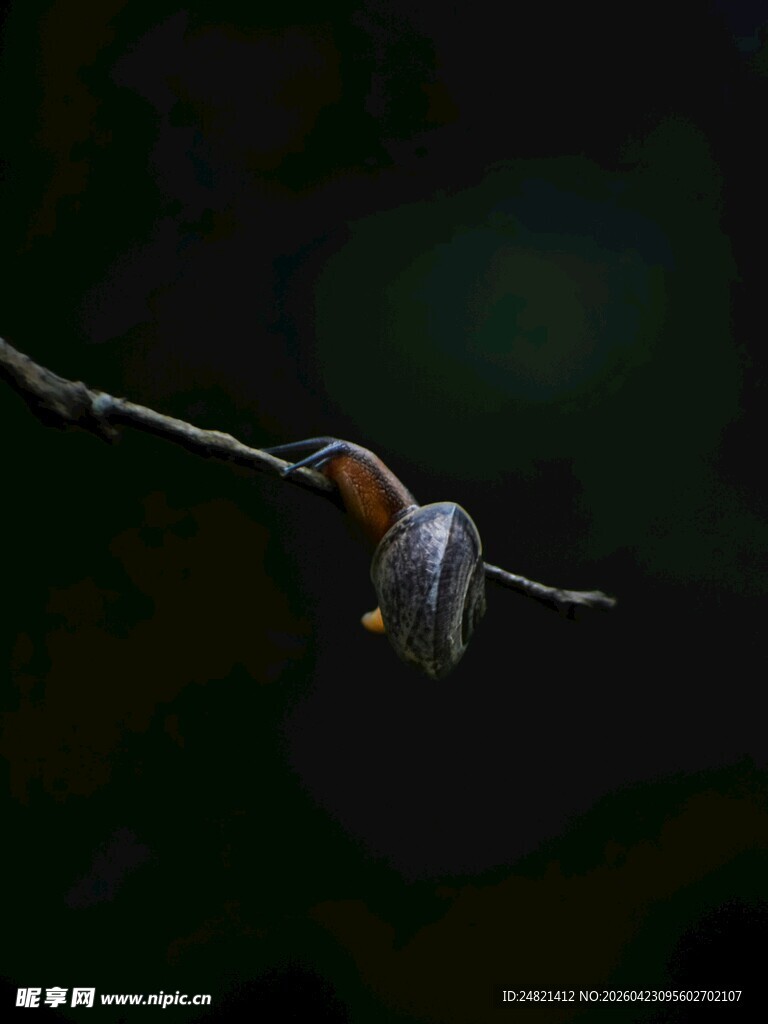 电线上休憩的蜗牛