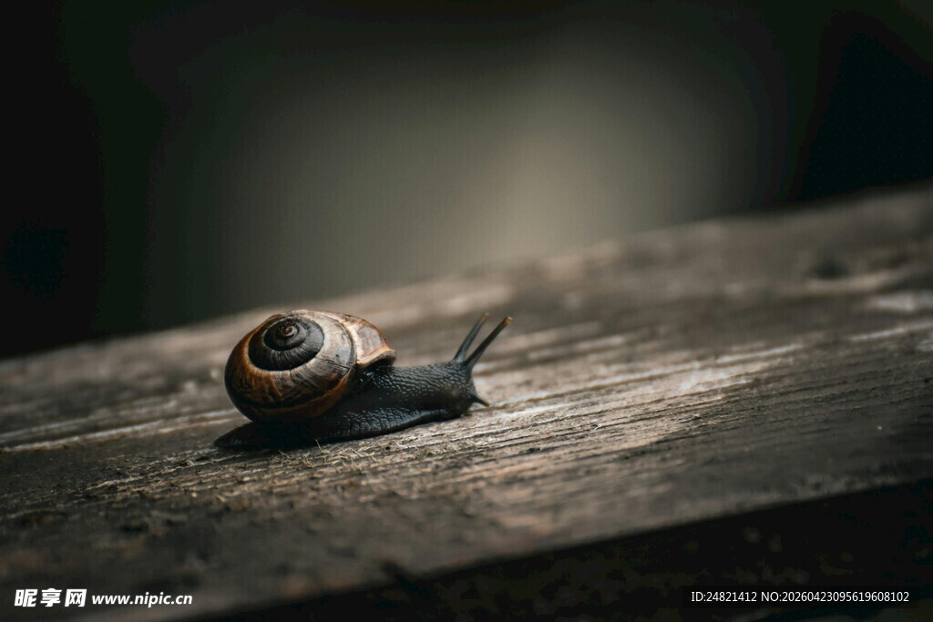 木面上的小蜗牛