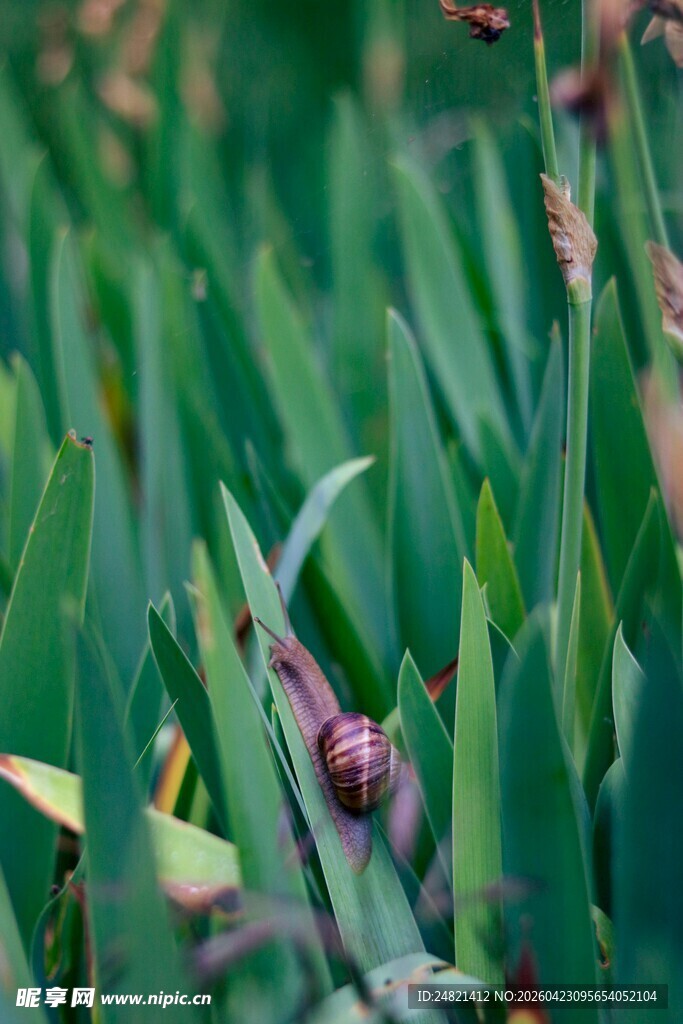 蜗牛