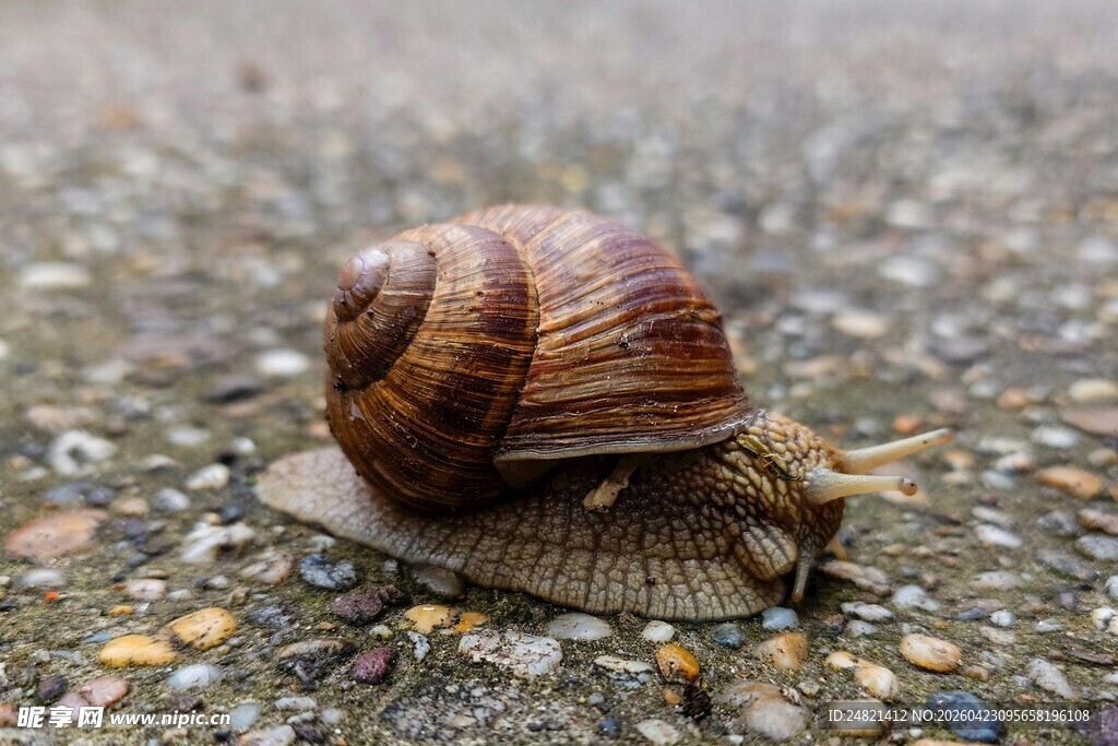 爬行的棕色蜗牛