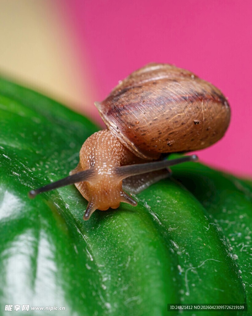 绿叶上的小蜗牛
