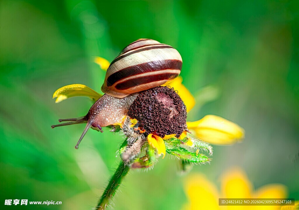 蜗牛静卧黄色花朵之上