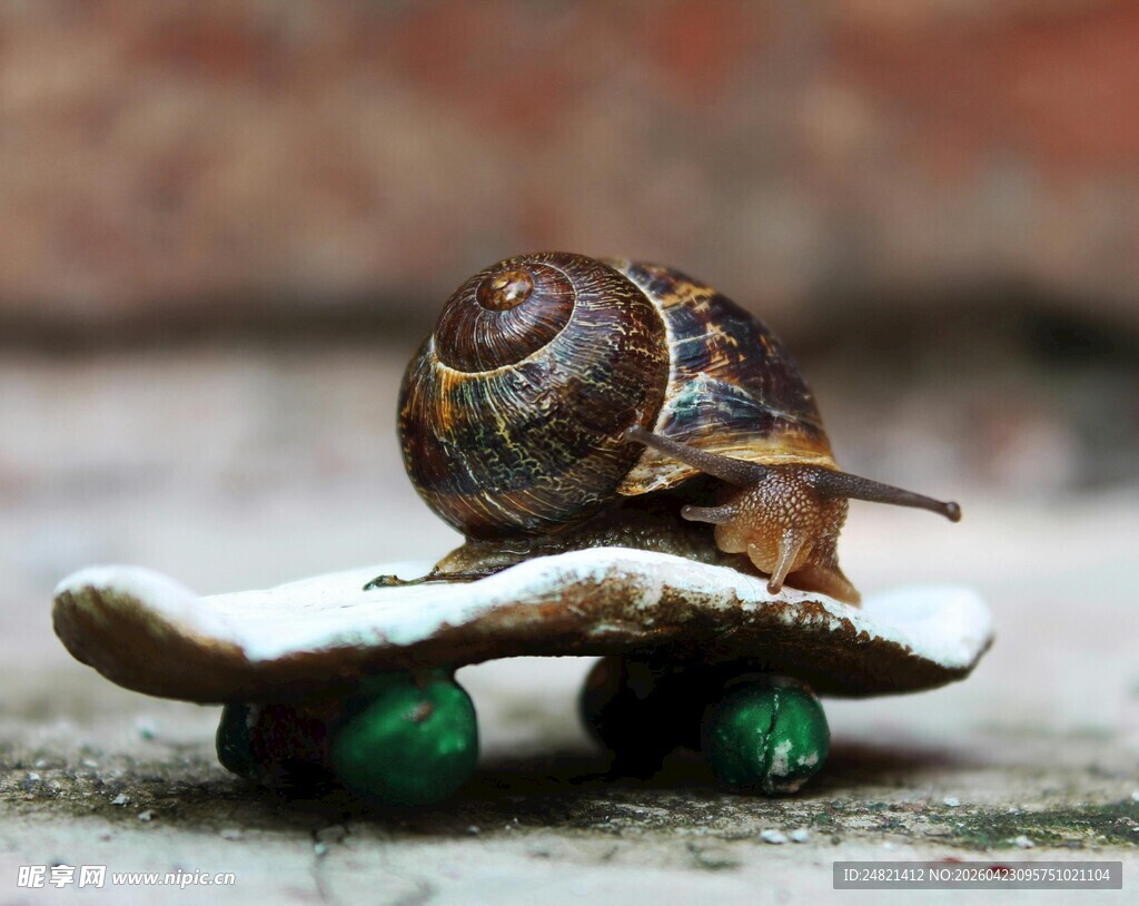 创意蜗牛滑板造型小摆件