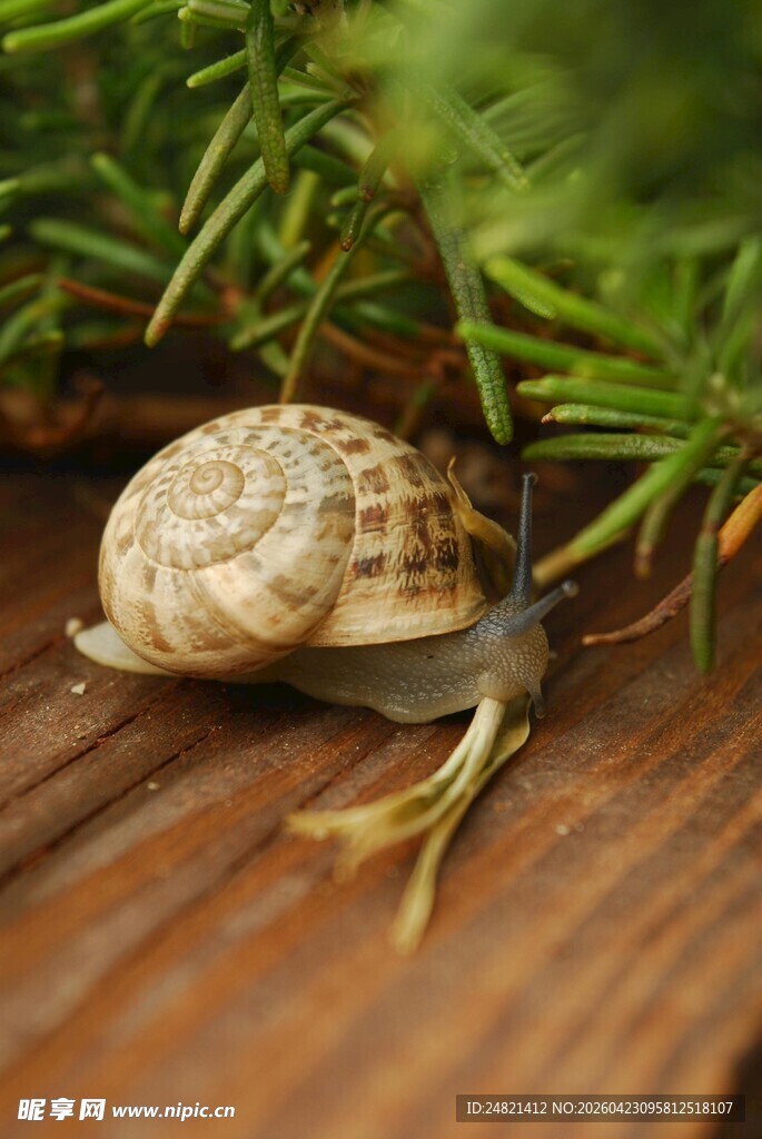 木上蜗牛