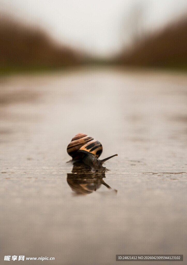 路面上的孤独小蜗牛