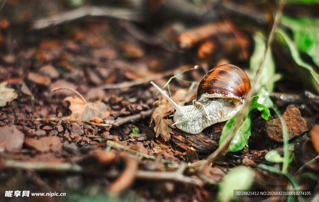 落叶中爬行的蜗牛