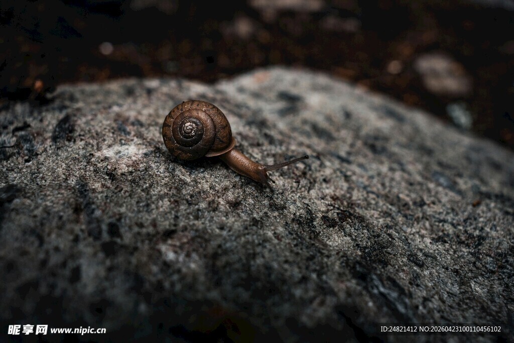 岩石上的小蜗牛