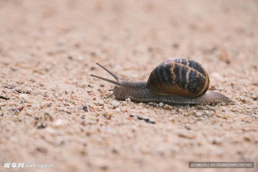 沙地上爬行的条纹小蜗牛