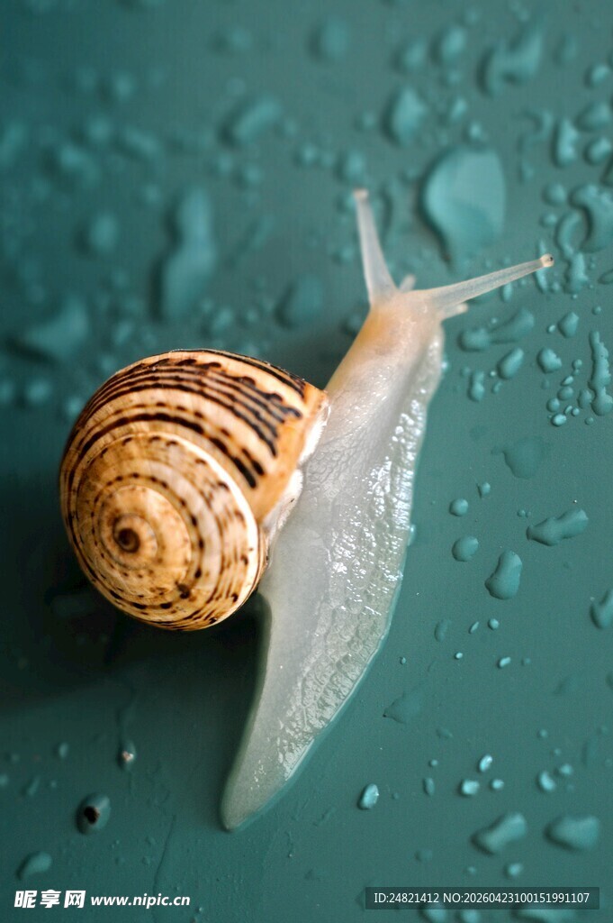 水滴上的蜗牛特写