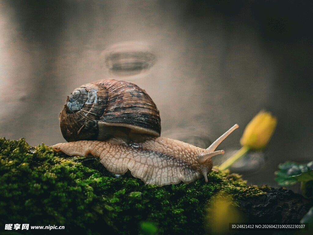 蜗牛于苔藓上的静谧瞬间