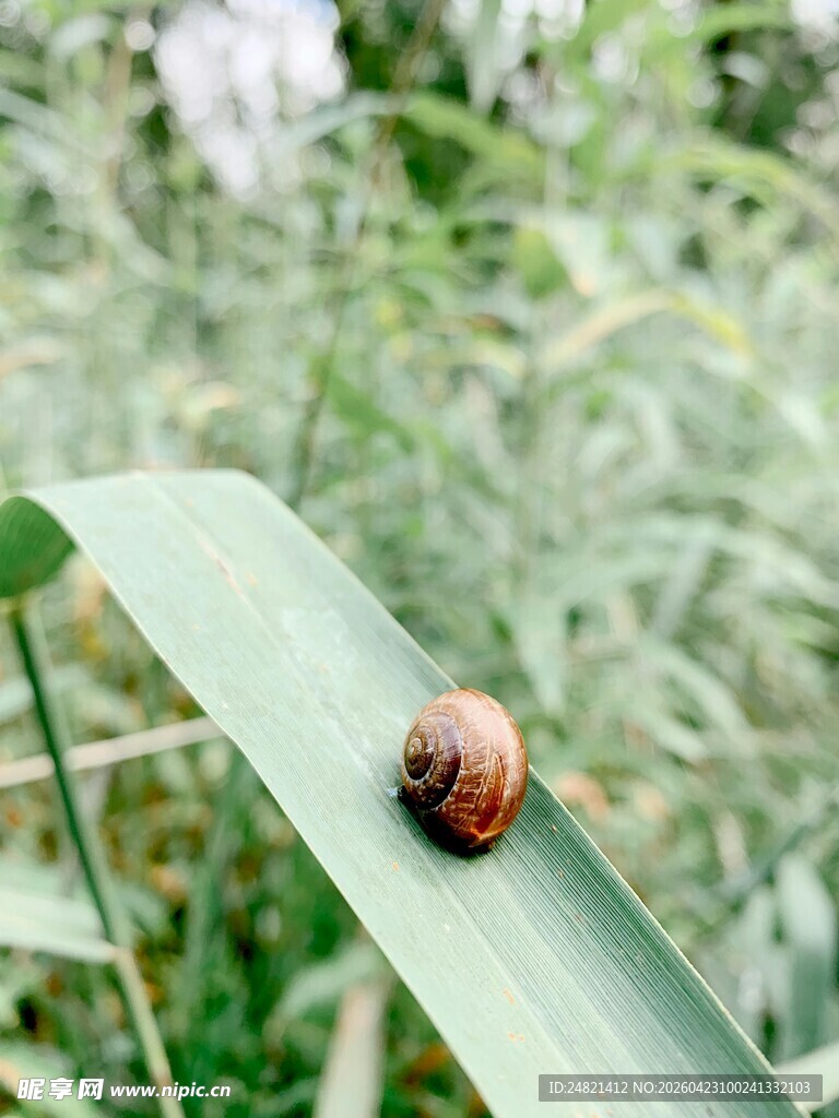 绿叶上的彩色蜗牛