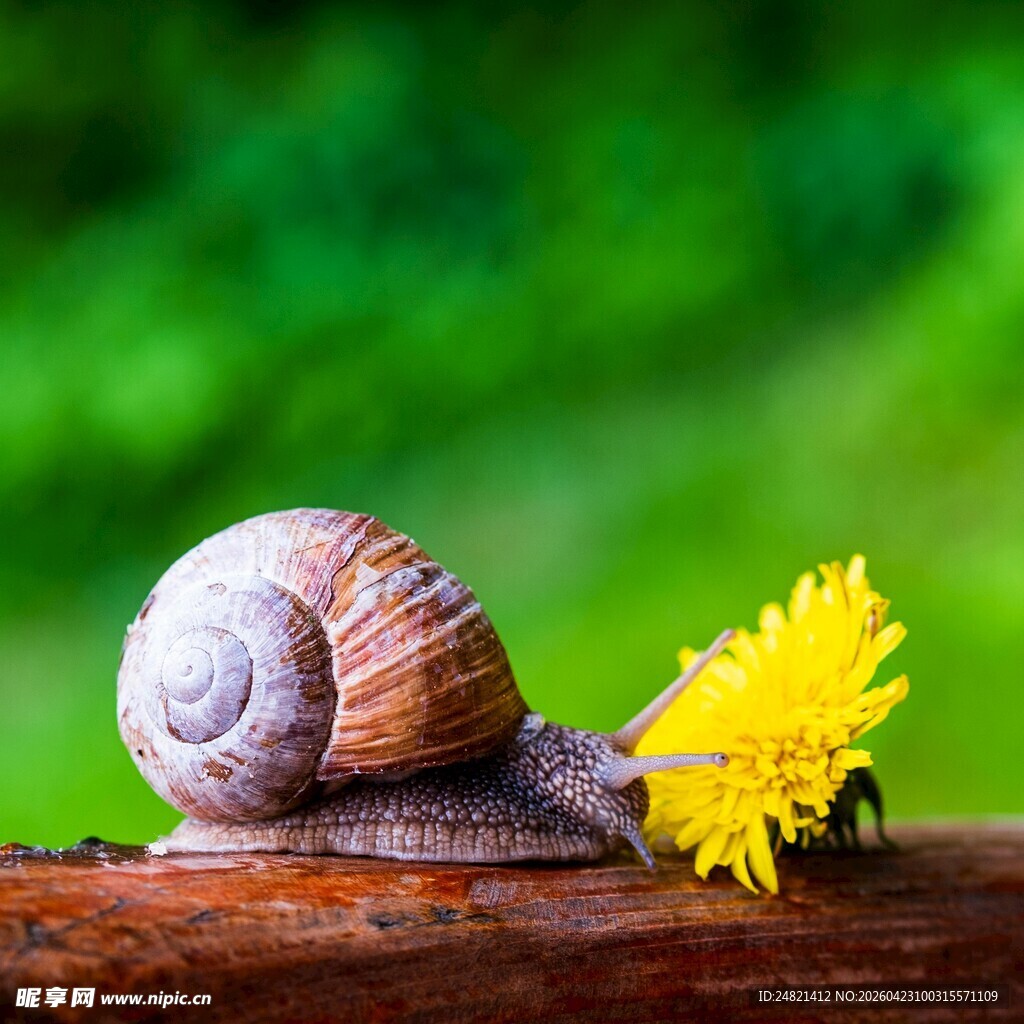 蜗牛与黄花的静谧瞬间