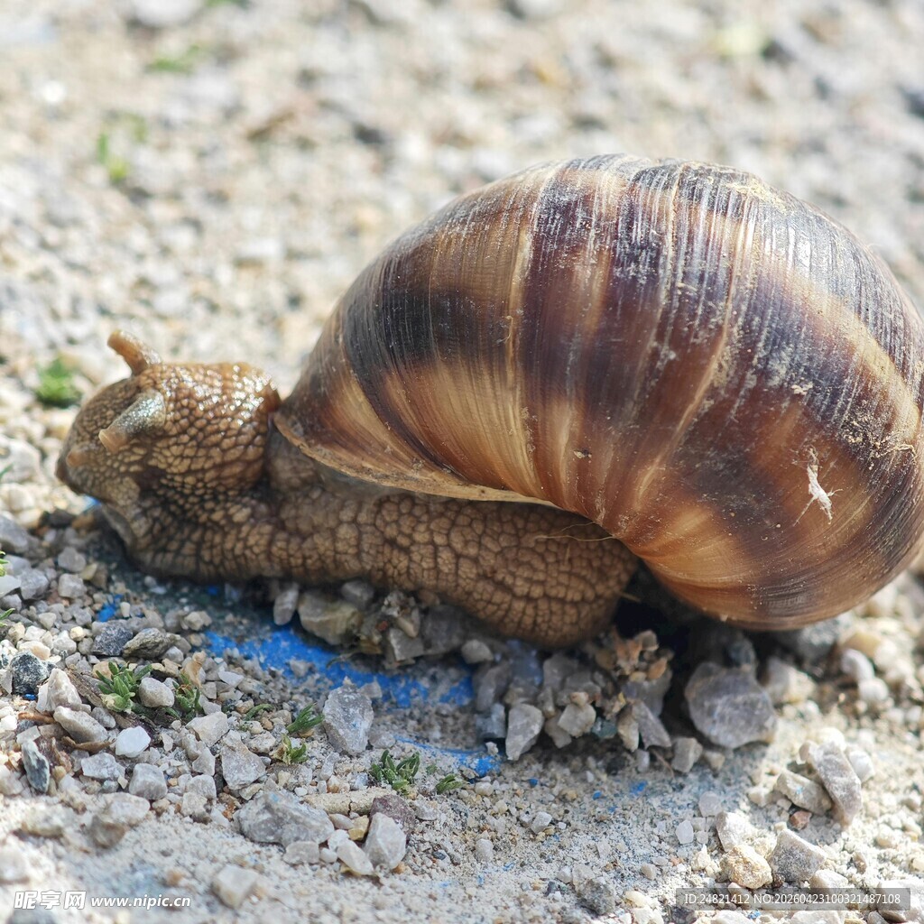 爬行的棕色大蜗牛