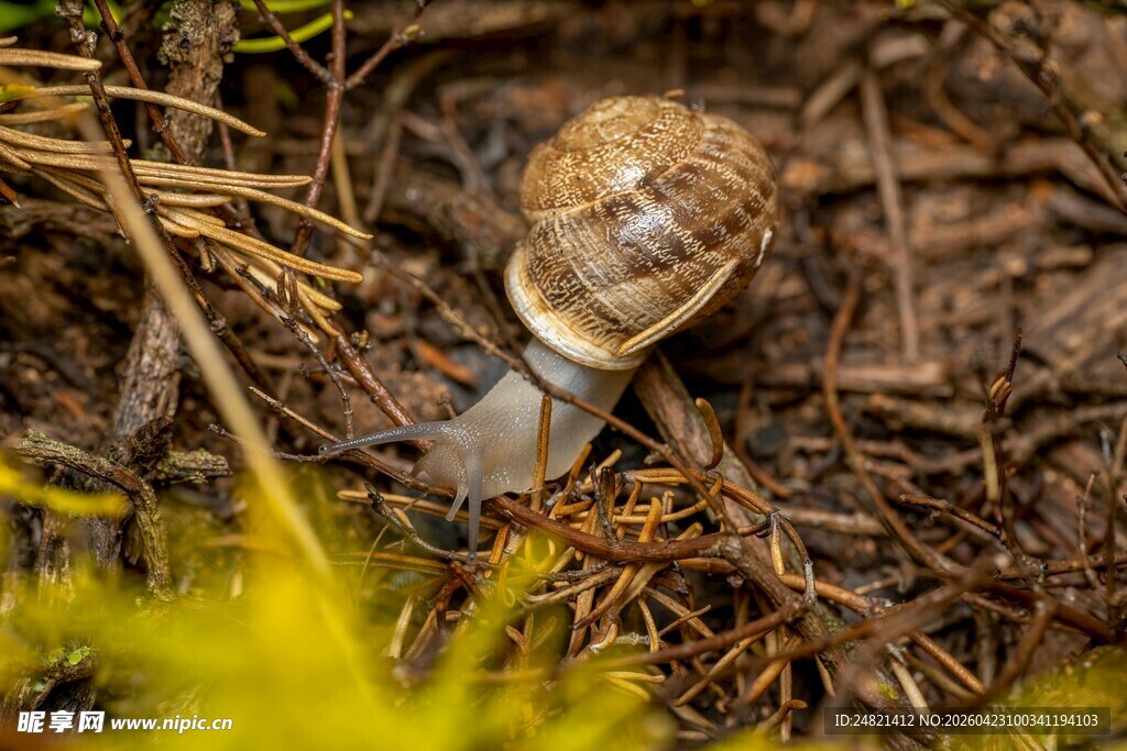 草丛中的蜗牛