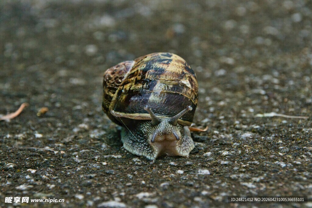 爬行的彩色蜗牛