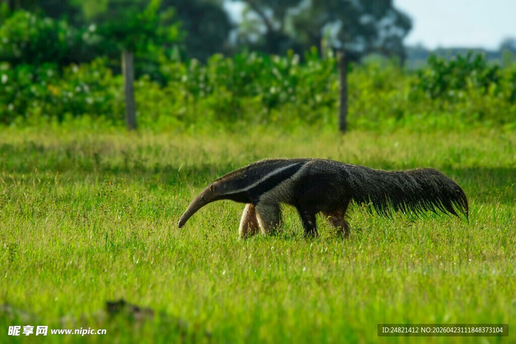 草原上的食蚁兽