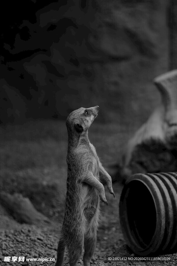 站立狐獴与黑色桶旁场景