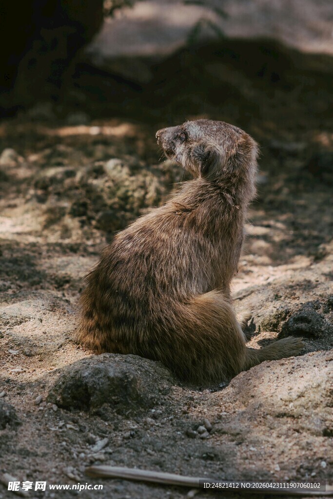 坐地远望的可爱狐獴