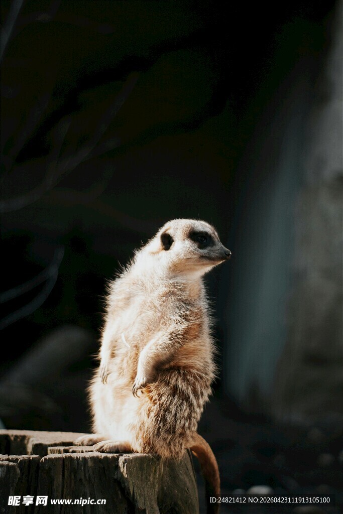 可爱狐獴坐于木桩上