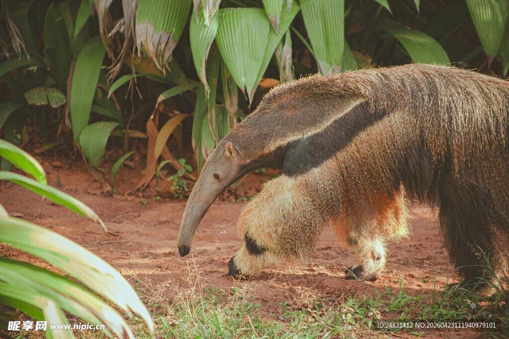 食蚁兽在绿植环绕处觅食