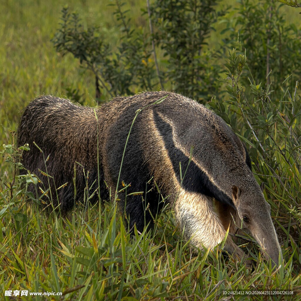 草丛中的食蚁兽